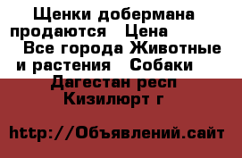 Щенки добермана  продаются › Цена ­ 45 000 - Все города Животные и растения » Собаки   . Дагестан респ.,Кизилюрт г.